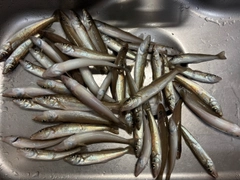 シロギスの釣果