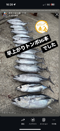 ビンチョウマグロの釣果