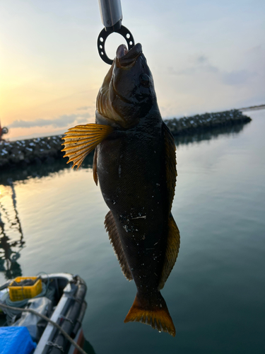 アイナメの釣果