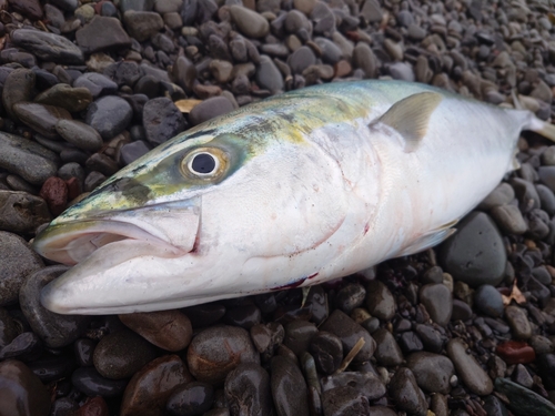 ブリの釣果