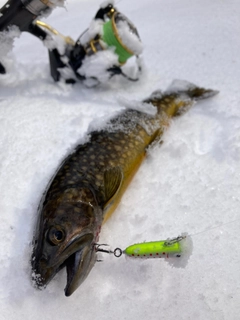 ヤマメの釣果