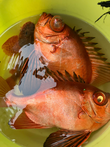 チカメキントキの釣果