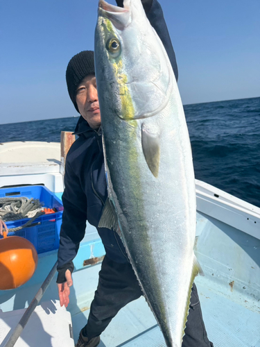 ブリの釣果