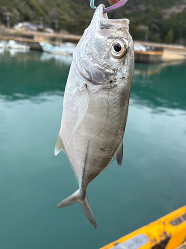 メッキの釣果