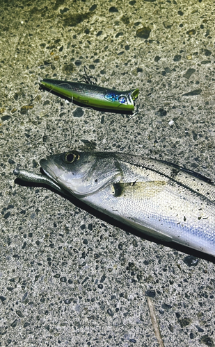 シーバスの釣果