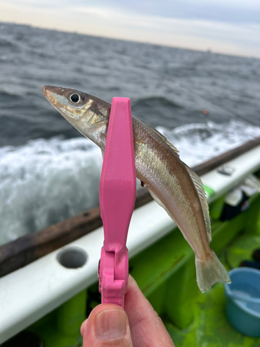 シロギスの釣果