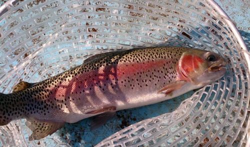 ニジマスの釣果