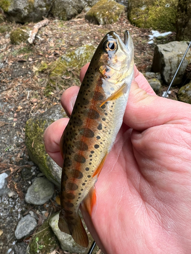 ヤマメの釣果