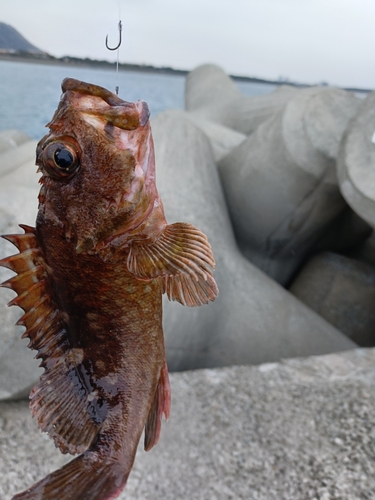 カサゴの釣果