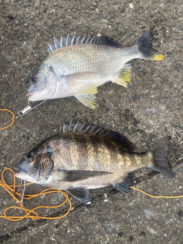 クロダイの釣果