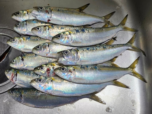 カタボシイワシの釣果