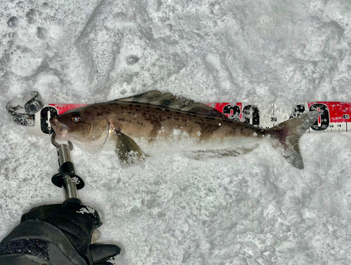 ホッケの釣果