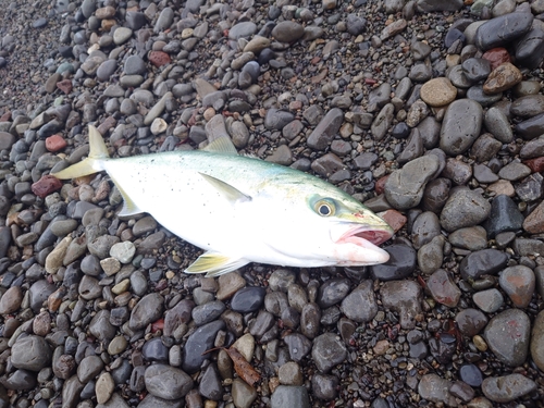 ハマチの釣果