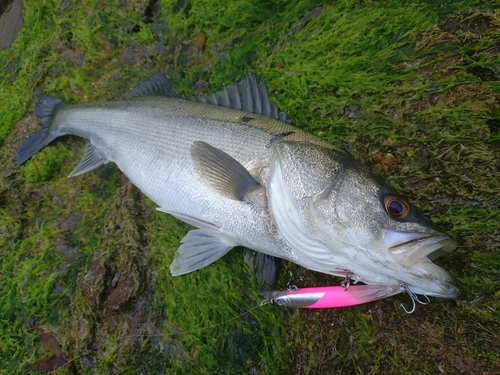 マルスズキの釣果