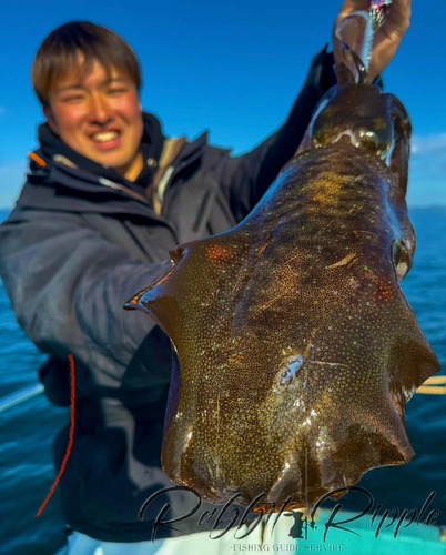 イカの釣果