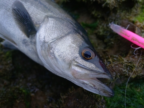 マルスズキの釣果