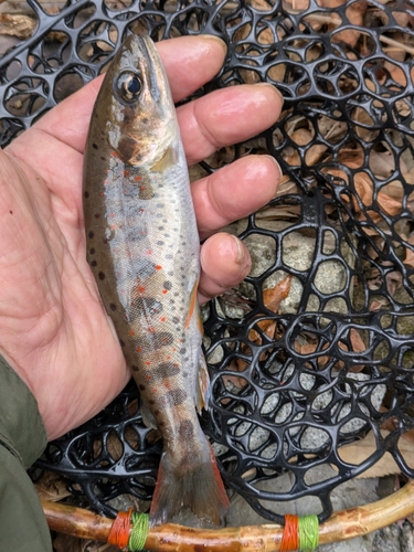 アマゴの釣果