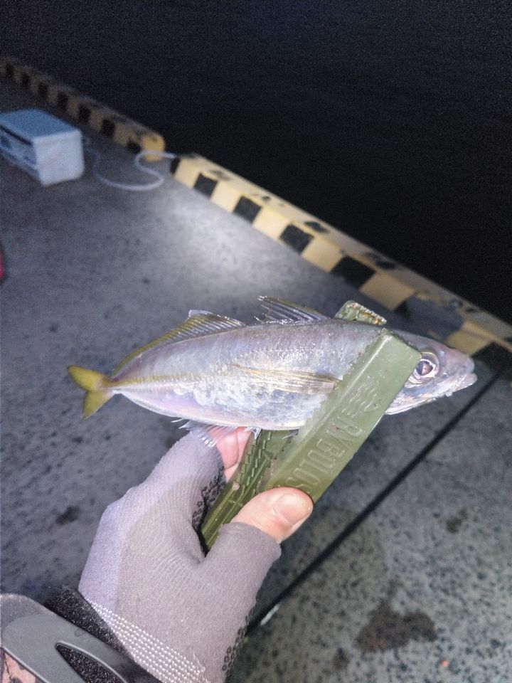 アジ