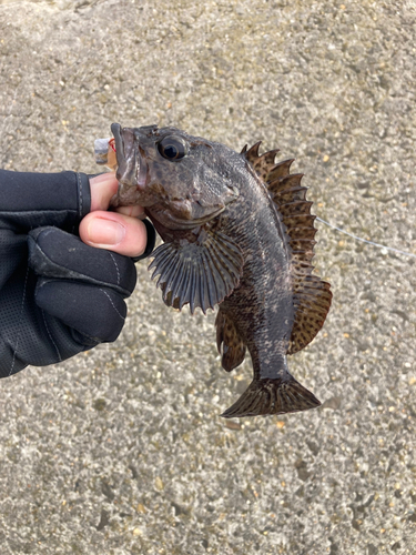 ムラソイの釣果