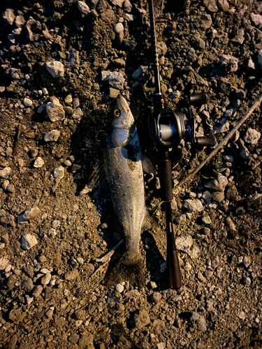 セイゴ（マルスズキ）の釣果