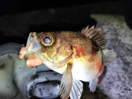 シロメバルの釣果