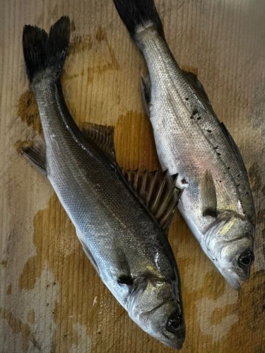 マルスズキの釣果