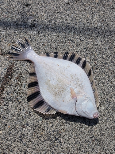 カワガレイの釣果