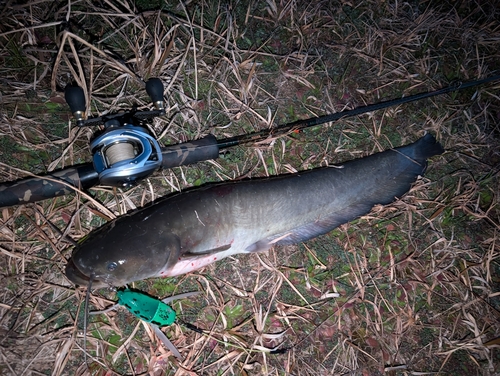 ナマズの釣果