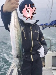 サゴシの釣果