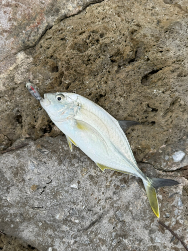 オニヒラアジの釣果