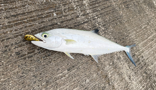 イケカツオの釣果