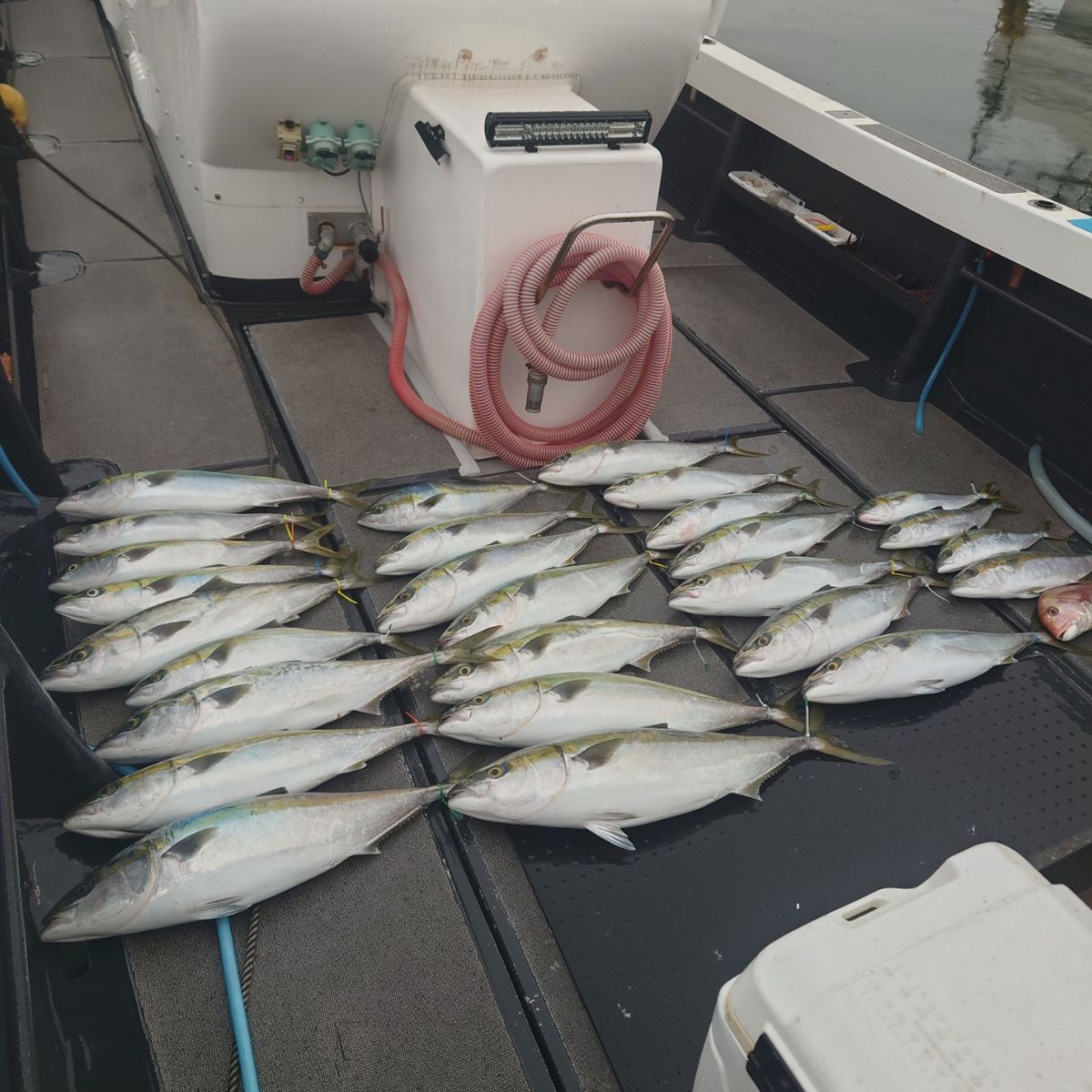 九三丸さんの釣果 3枚目の画像