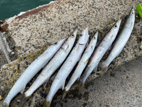 カマスの釣果