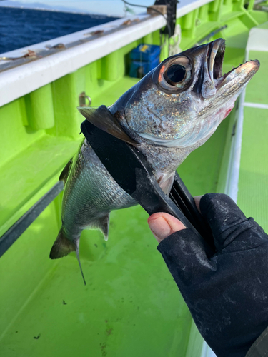 クロムツの釣果