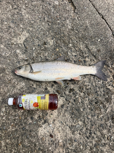 ウグイの釣果