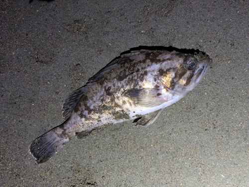 クロソイの釣果