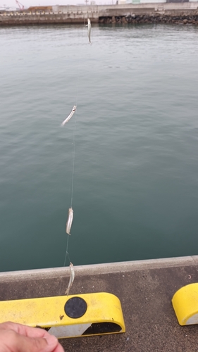 チアユの釣果