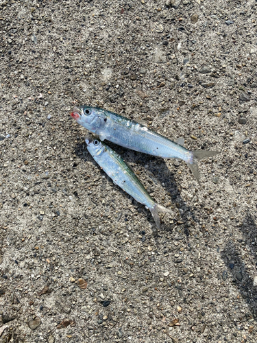 カタボシイワシの釣果