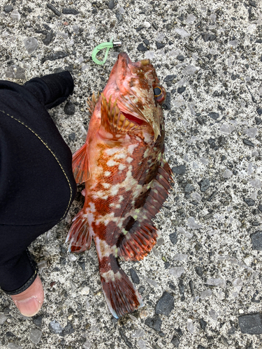 カサゴの釣果