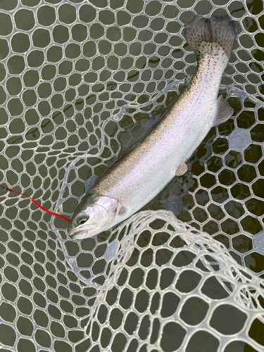 ニジマスの釣果