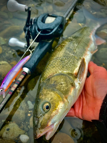 ウグイの釣果