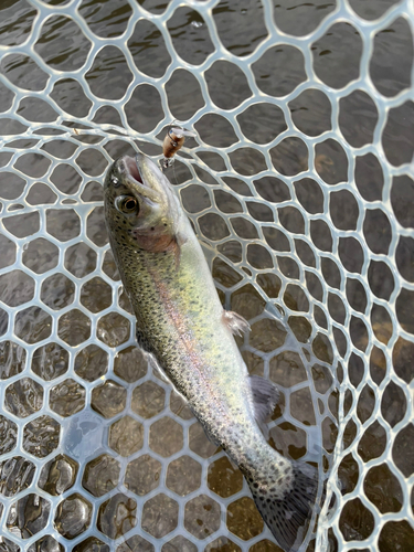 トラウトの釣果