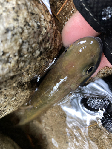 イワナの釣果