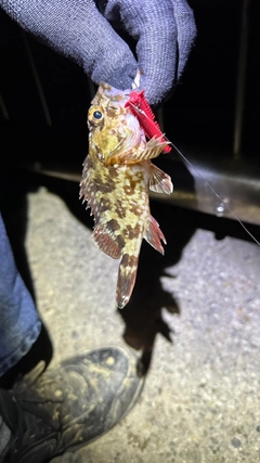 カサゴの釣果