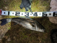 マルスズキの釣果
