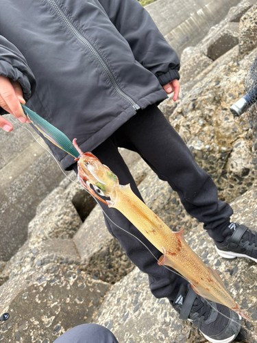 ヤリイカの釣果