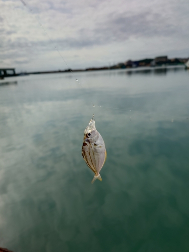 ヒイラギの釣果