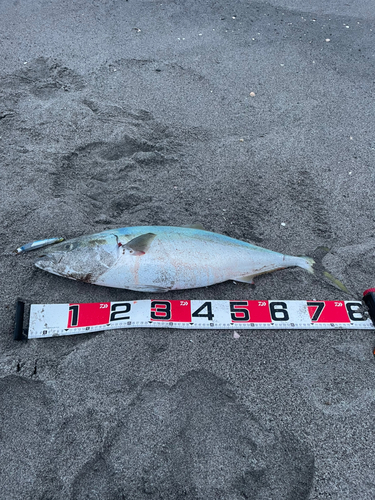 ブリの釣果