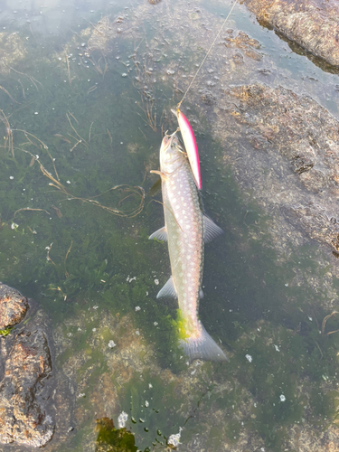 アメマスの釣果