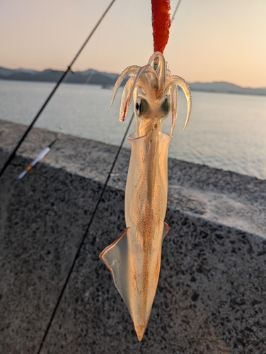 ヤリイカの釣果